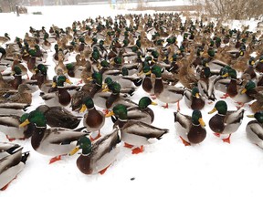 The weather didn't deter this flock of ducks from hanging out at Lily Creek near Martindale Road in Sudbury, Ont. on Tuesday January 9, 2024.