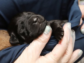 week-old puppy