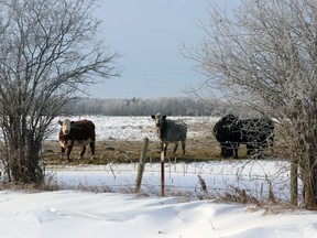 Cattle grazed in the Anselmo area of Woodlands County. Producers across the county are concerned about potential drought conditions this year, said Dawn Fortin, Woodlands agriculture services manager.