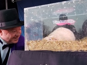 South Bruce Peninsula Mayor Jay Kirkland bends down to confer with Wiarton Willie during Groundhog Day festivities in Wiarton Friday morning. The prediction - early spring. (Scott Dunn/the Sun Times/Postmedia)