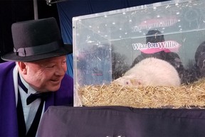 South Bruce Peninsula Mayor Jay Kirkland bends down to confer with Wiarton Willie during Groundhog Day festivities in Wiarton Friday morning. The prediction - early spring. (Scott Dunn/the Sun Times/Postmedia)