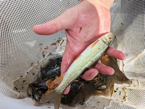 Reappearance of sucker fish in UTRCA watershed is good news, officials say