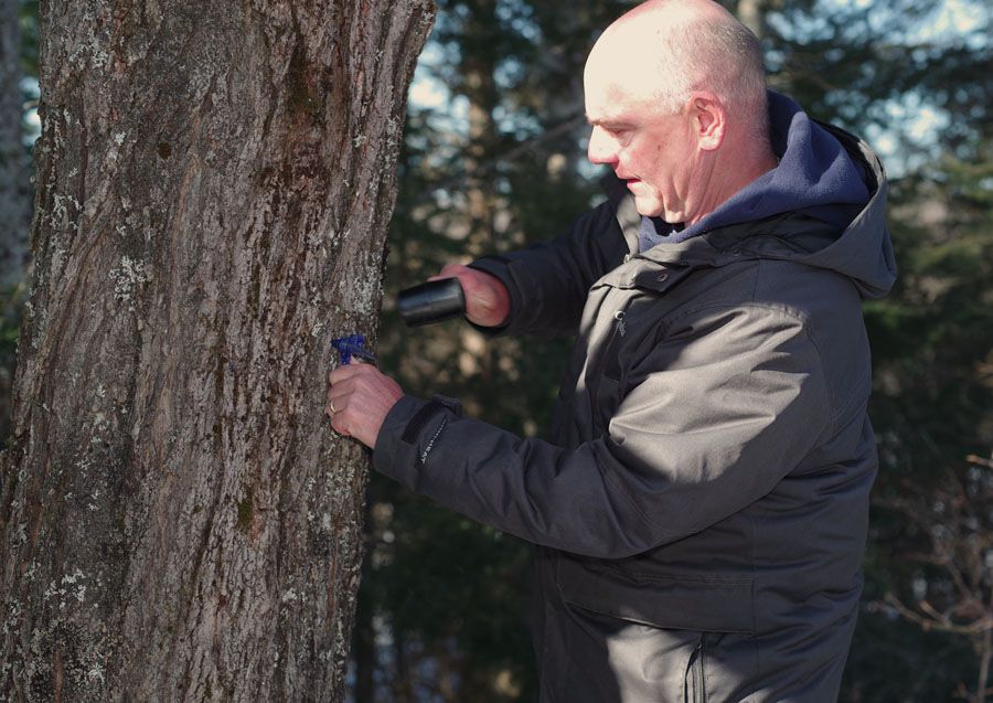Ontario's maple syrup season officially underway North Bay Nugget