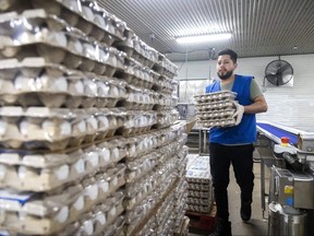 Emmanuel Martinez carries four dozen cartons of eggs at the Burnbrae Farms processing plant on Ellor Street in Strathroy on Tuesday, Feb. 6, 2024. The plant handles 150,000 dozen eggs a day for customers across the region, plant manager Andy Linker said. (Mike Hensen/The London Free Press)