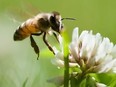 Pollinators Bursary