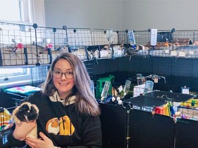 Paige Cahill operates The Rescue Room to take in, and adopt out guinea pigs from her Delhi, Ontario home. SUBMITTED PHOTO