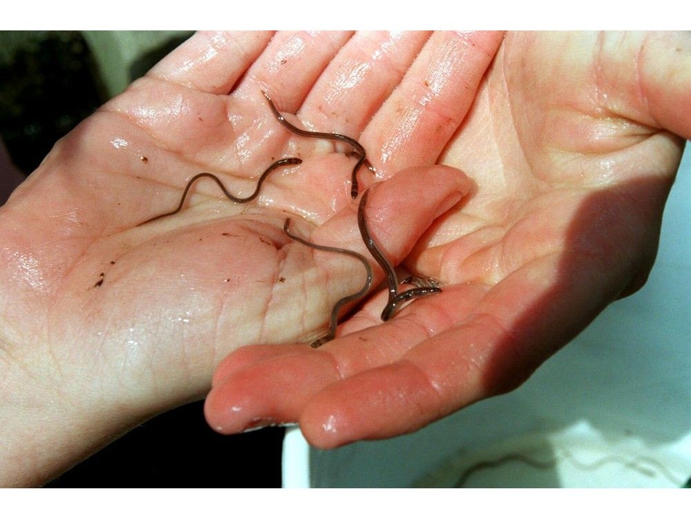 Ottawa warns it will likely close lucrative baby eel fishery