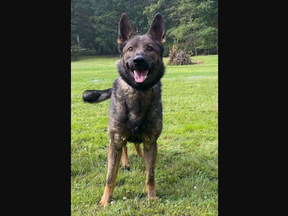 Woodstock police are asking citizens to help name their new K9 officer.