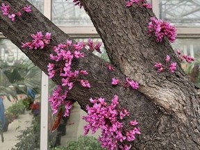 Redbuds, more properly known as eastern redbuds (Cercis canadensis) have enjoyed a rise in popularity in recent years because they are a manageable size, highly ornamental, and easy to grow, writes columnist John DeGroot.