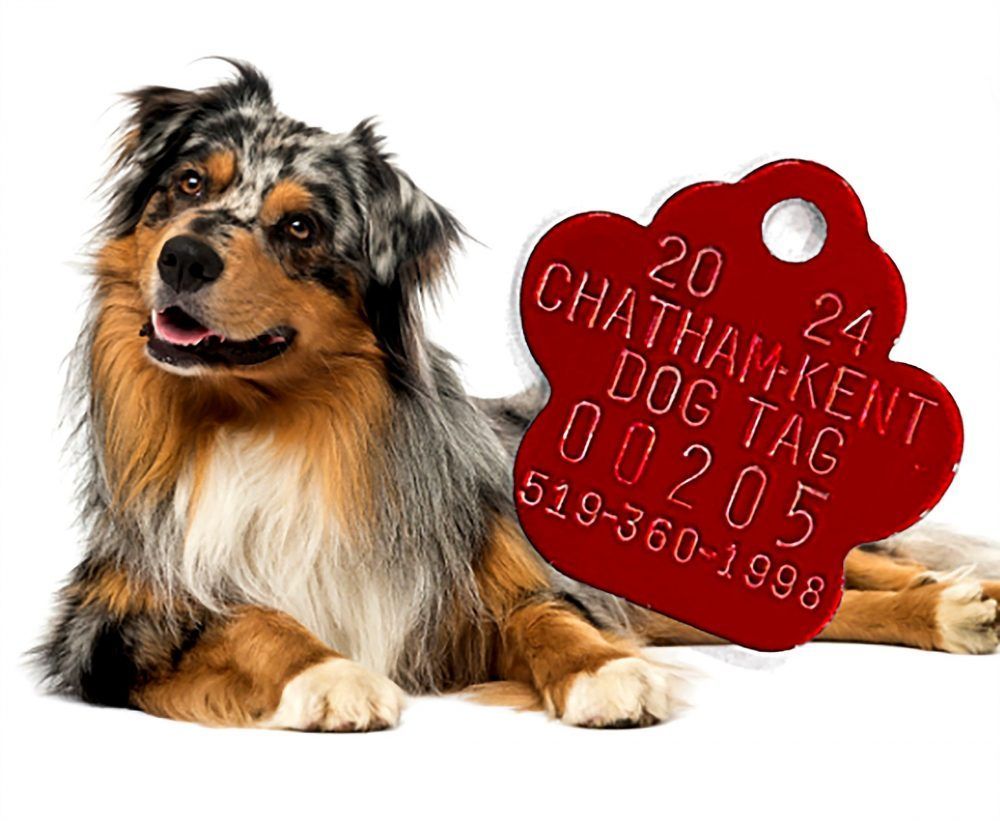 Avoid ruff justice by getting your dog tag by March 31 Chatham Daily News