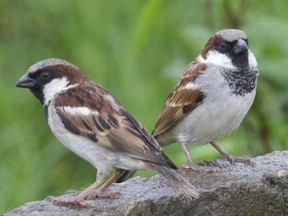 Sparrow pair