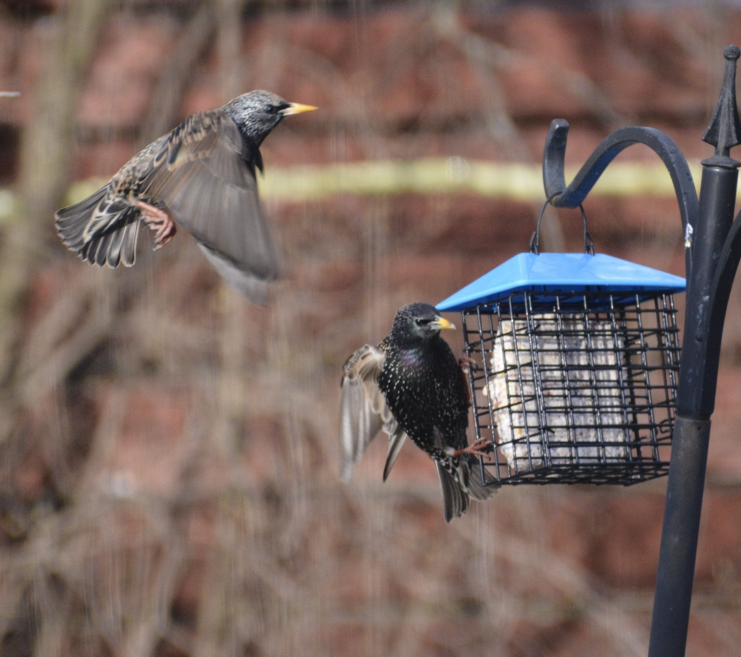 Help song birds to thrive, not just survive: Wild Birds Unlimited ...