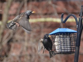 Help song birds to thrive, not just survive: Wild Birds Unlimited