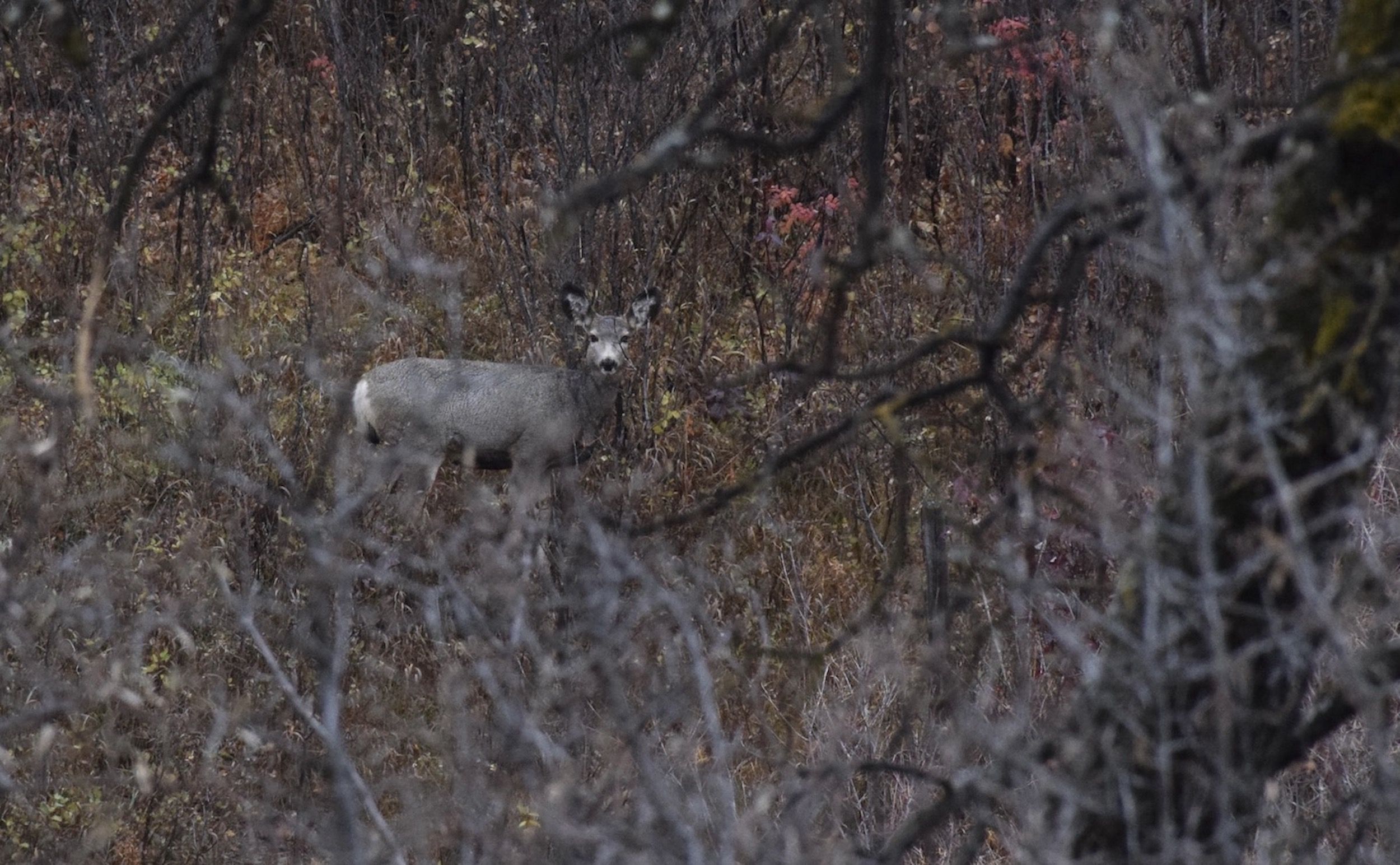 Nipawin Fish and Game celebrates best in hunting and fishing | Nipawin ...