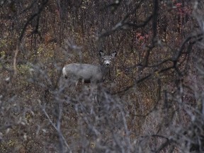 Young mule deer in brush