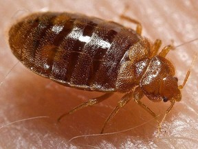 Photot to accompany story on Orkin Canada's Top 25 Bed Bug Cities Of 2023