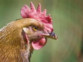Brant County to draft regulations about keeping chickens in residential areas.