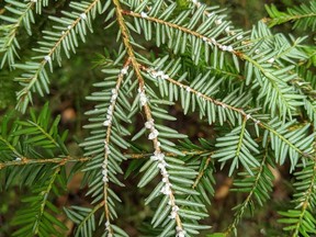 An invasive species of insect called the Hemlock Woolly Adelgid creates a woolly substance at the base of needles on hemlock trees. SUBMITTED PHOTO