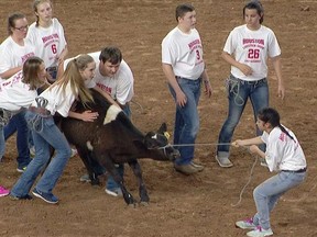 An image found on the Animal Justice website shows a “calf scramble.” On Tuesday, Animal Justice and the Winnipeg Humane Society (WHS) accused the Royal Manitoba Winter Fair of using animal cruelty to produce entertainment. Handout