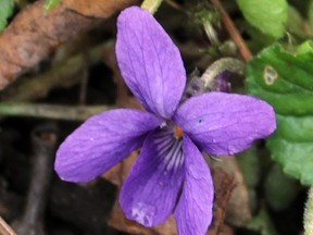 An early violet