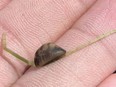 Zebra mussels are an invasive, fingernail-sized mollusk named for their dark, zig-zagged stripes.