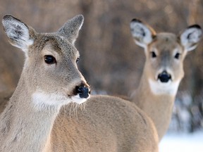 In a release Friday, officials said conservation officers from Brandon were called to a landfill on Feb. 1 concerning two white-tailed deer that were locked together at the antlers and tangled up by rope.