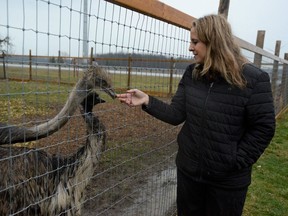 Shannon McCarrell with some of her birds, Duncan the ostrich and Wallace the emu, at the family farm in Haldimand County. The McCarrells are reeling after intruders broke into their bird enclosure and killed a two-year-old emu named McTavish.