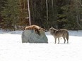 Wolves at Cedar Meadows Resort and Spa "Sleeping with the wolves" enclosure