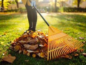 Volunteer raking leaves