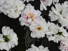 Flowers floating in water. Eva Bronzini, Pexels