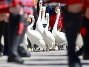 The Stratford police pipes and drums band helped usher the city's 12 swans back to the Avon River on Sunday April 7, 2024. (Cory Smith /Stratford Beacon Herald)