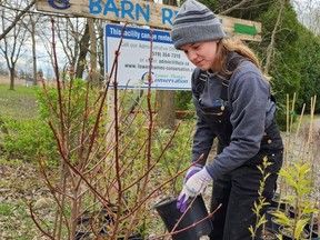 The Lower Thames Valley Conservation Authority hosted a tree giveaway at C.M. Wilson Conservation Area on Saturday. Shown helping out is Alyssa Broeders, community conservation educator and urban stewardship technician. (Trevor Terfloth/The Daily News)