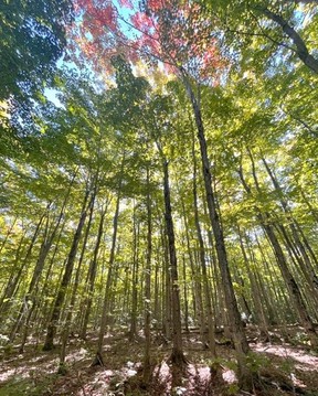 Sturgeon Bay Forest