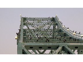 cormorants on bridge