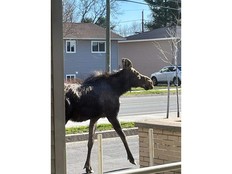 Pictured is a young moose spotted right outside the York Care Centre on the north side of Fredericton.