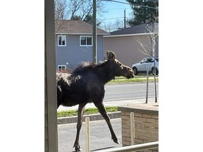 Pictured is a young moose spotted right outside the York Care Centre on the north side of Fredericton.