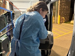 cat delivery