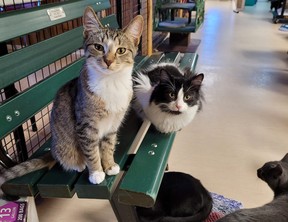 cats at Sudbury SPCA