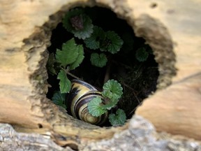 snail shell and ground ivy