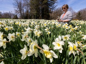 Pamala Longworth of London said the sunshine and warmth gave her a good reason to get outside and enjoy the flowers in Springbank Park in London as she stopped to take pictures of a bed of daffodils near the Commissioners Road entrance on Tuesday, April 16, 2024. (Mike Hensen/The London Free Press)