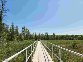 The floating boardwalk at the Schmidt Lake Wetland Complex, the site of a Provincially Significant Wetland. Ontario is limited conservation authority development control to within 30 metres of significant wetlands, down from 120 metres, starting April 1, 2024. (Saugeen Valley Conservation Authority photo)