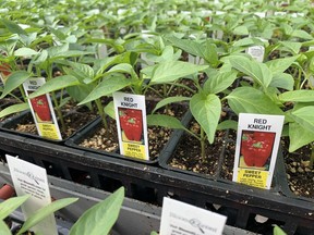 Sweet pepper plants