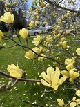 Yellow bird magnolias are shown on Blackwell Road in Sarnia. (John DeGroot)