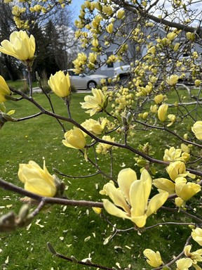 Yellow bird magnolias