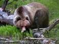 A female grizzly feeds near the Fairmont Banff Springs Golf Course in Banff National Park on June 11, 2014.