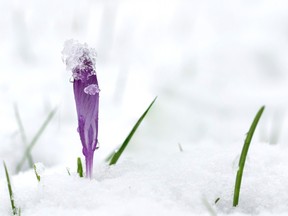 Crocus poking out of the snow