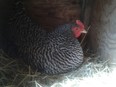 Laying hen