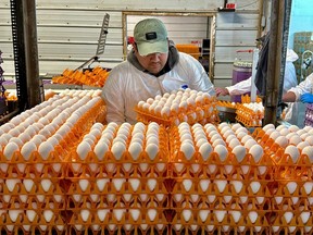 A worker moves crates of eggs at the Sunrise Farms processing plant in Petaluma, Calif., on Thursday, Jan. 11, 2024, which had an outbreak of avian flu earlier this year.