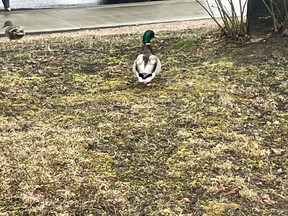 Tuesday's weather may be ducky for this guy but the weather is causing a lot of concern