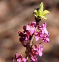 Daphne shrub